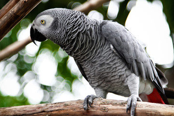 African Grey Parrot eating a peanut
