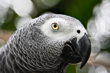 African Grey Parrot eating a peanut