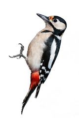 Great Spotted Woodpecker isolated on white background - obrazy, fototapety, plakaty