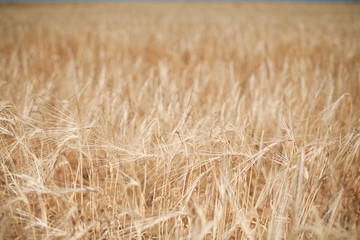 field of wheat