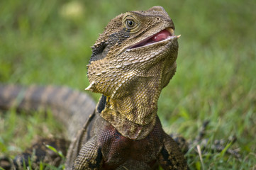 Fototapeta premium The Australian lizard, the Eastern Water Dragon.