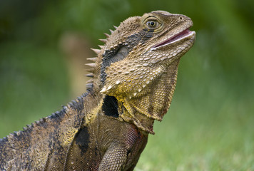 The Australian lizard, the Eastern Water Dragon.