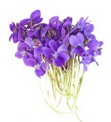 violets