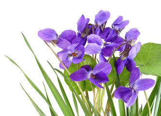 violets in grass