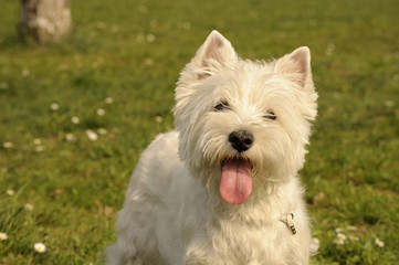 West Highland White Terrier dog
