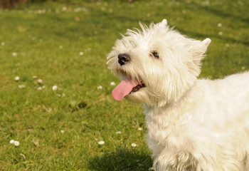 Naklejka na ściany i meble West Highland White Terrier dog