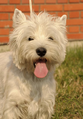 West Highland White Terrier dog