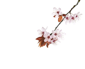 Seasonal Cherry Blossoms