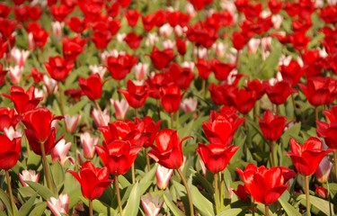 A field with white and red flowering tulips in spring