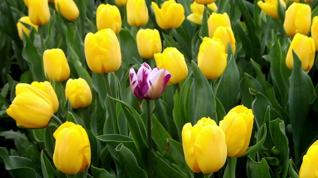 One purple tulip among all yellow tulips field