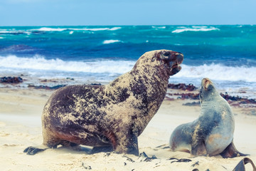 Fototapeta premium Sea lions
