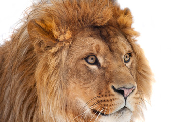 llion