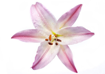 Naklejka na ściany i meble isolated flower on white,a lily