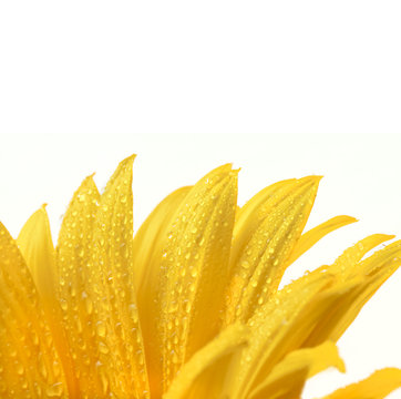 isolated flower on white,a sunflower with drops