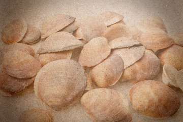 shells