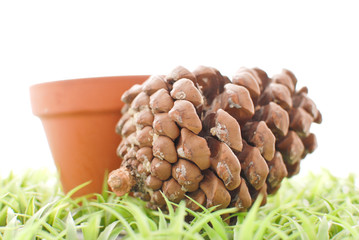 Pine Cone on Grass