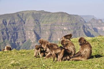Gelada baboons grooming in Simien mountains