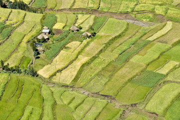African fields