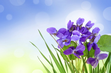 violets in a grass and bokeh background