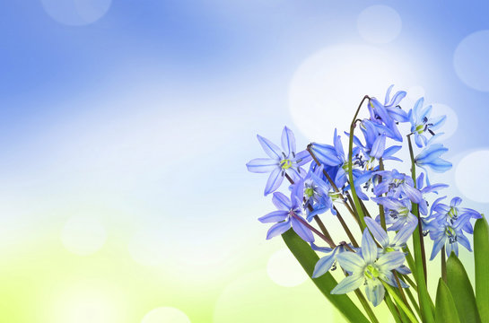 scilla  - blue spring flowers on a bokeh background