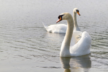 Obraz premium Couple of swans on the lake