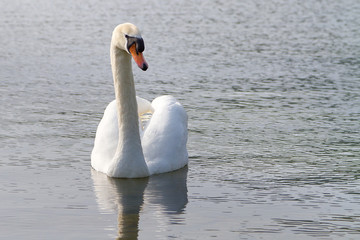 Naklejka premium Beautiful swan on the lake