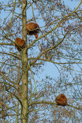 Three red panda bears sleeping
