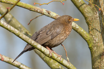 A blackbird in a tree