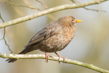 A blackbird in a tree