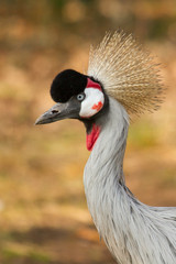 A crowned crane