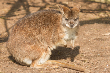 A parma wallaby