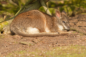 A sleeping parma wallaby