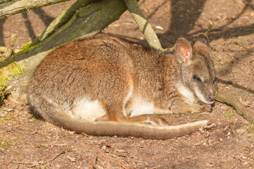 A sleeping parma wallaby