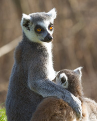 Ring-tailed lemur (Lemur catta)