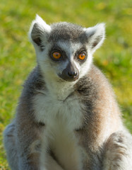 Ring-tailed lemur (Lemur catta)