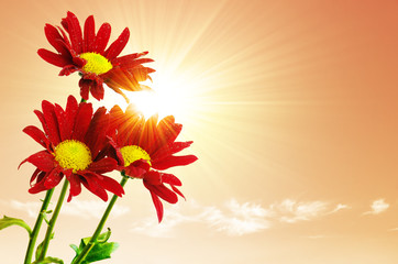 Sunrays Flowers