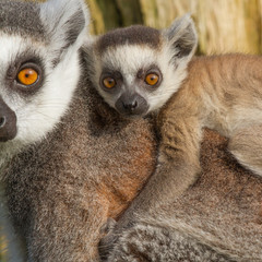 Ring-tailed lemur (Lemur catta)