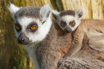 Ring-tailed lemur (Lemur catta) © michaklootwijk