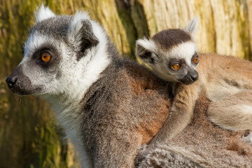 Ring-tailed lemur (Lemur catta)