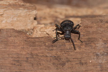 A black beetle