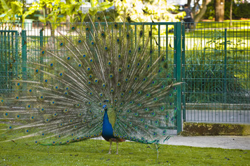 Obraz premium Peacock