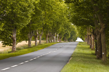 Obraz premium Avenue of trees