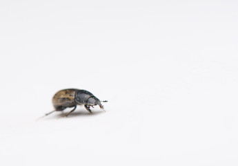 Aphodius