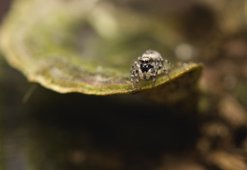 Salticus - jumping spider
