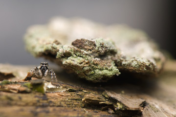 Salticus - jumping spider