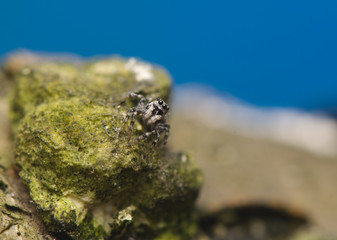 Salticus - jumping spider