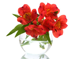 alstroemeria red flowers in vase isolated on white