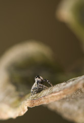 Salticus - jumping spider