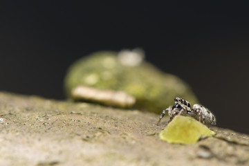 Salticus - jumping spider