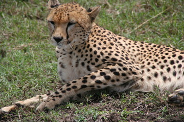Naklejka na ściany i meble Cheetah, Masai Mara, Kenya